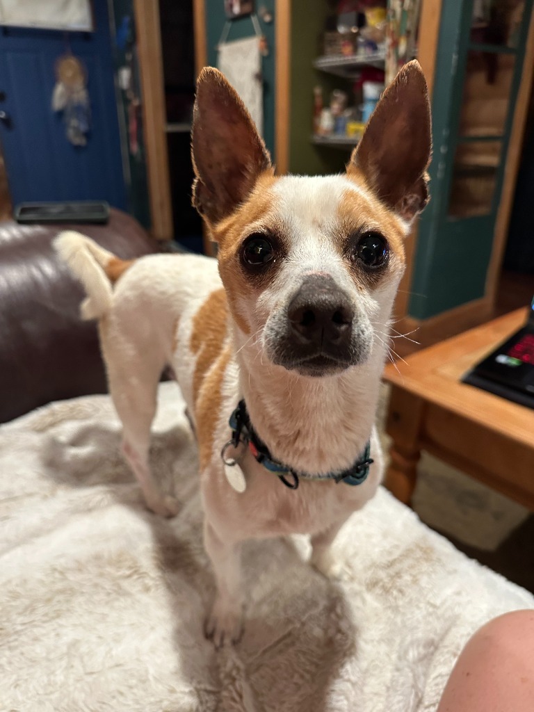 Nacho