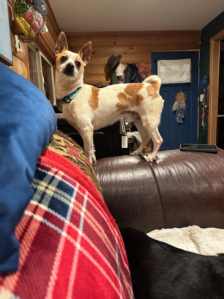 Nacho