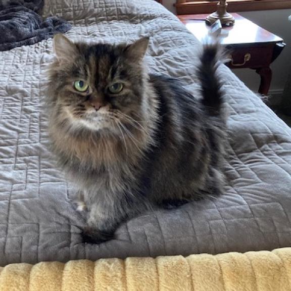 Sadie, an adoptable Persian in PITTSBURGH, PA, 15235 | Photo Image 1