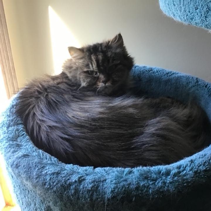 Sadie, an adoptable Persian in PITTSBURGH, PA, 15235 | Photo Image 2