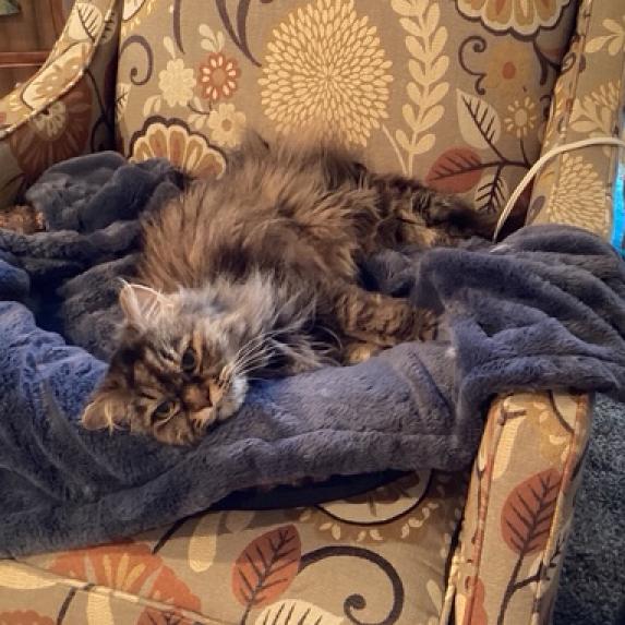 Sadie, an adoptable Persian in PITTSBURGH, PA, 15235 | Photo Image 2