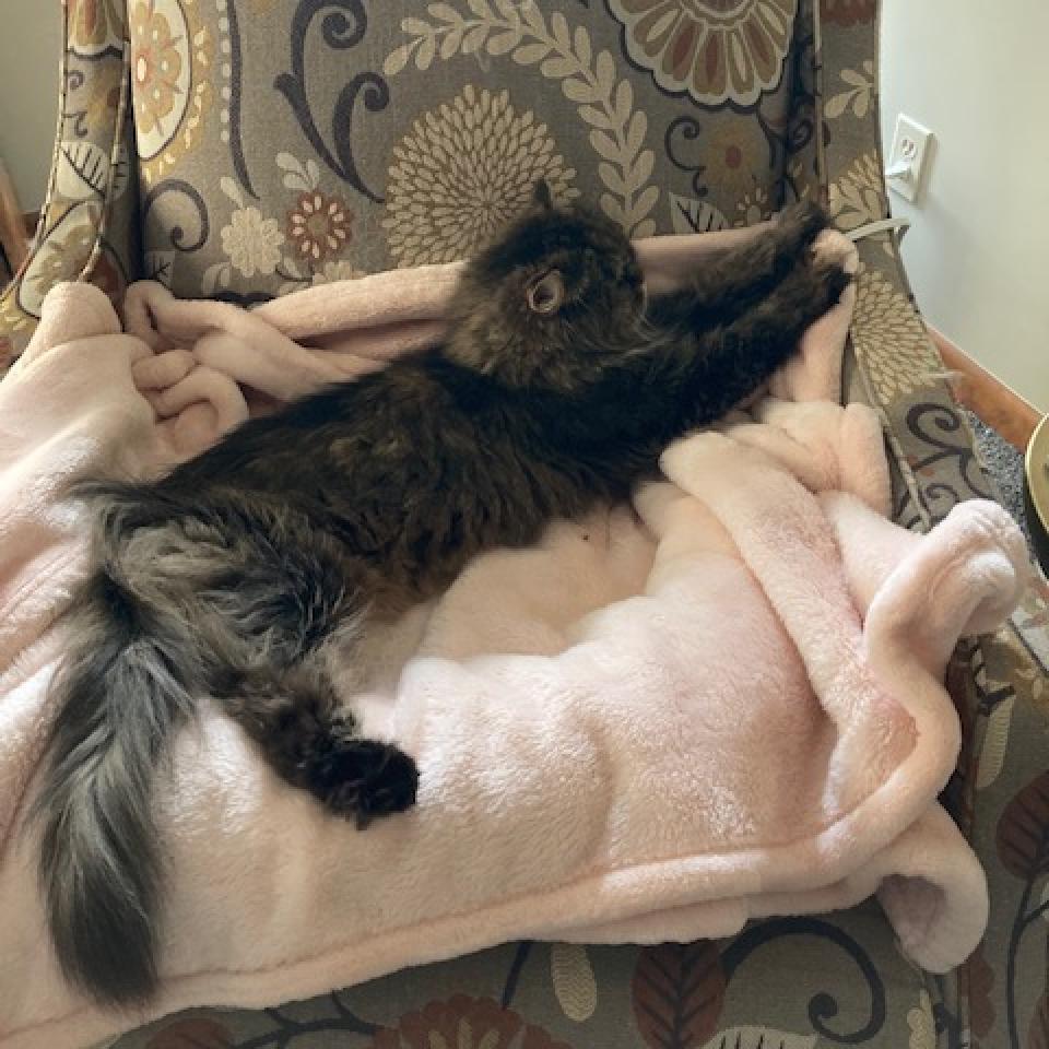 Sadie, an adoptable Persian in PITTSBURGH, PA, 15235 | Photo Image 3