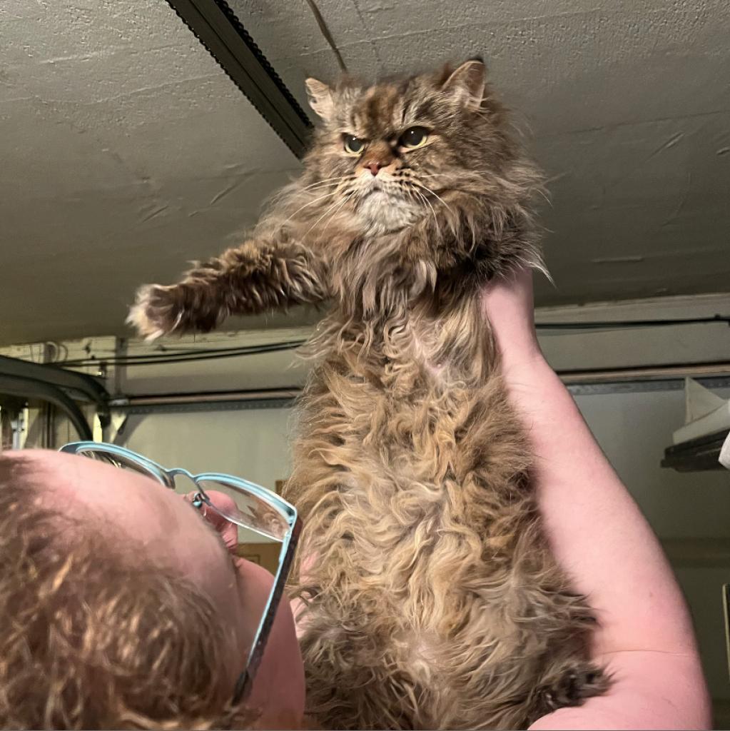 Sadie, an adoptable Persian in PITTSBURGH, PA, 15235 | Photo Image 5