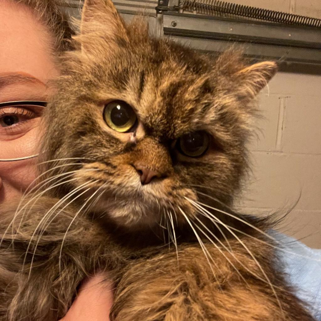 Sadie, an adoptable Persian in PITTSBURGH, PA, 15235 | Photo Image 6