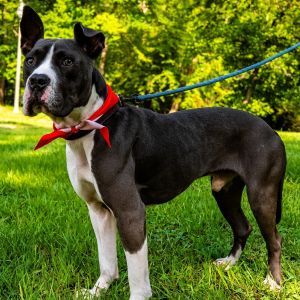 Malcolm, Adult Male Pit Bull Terrier