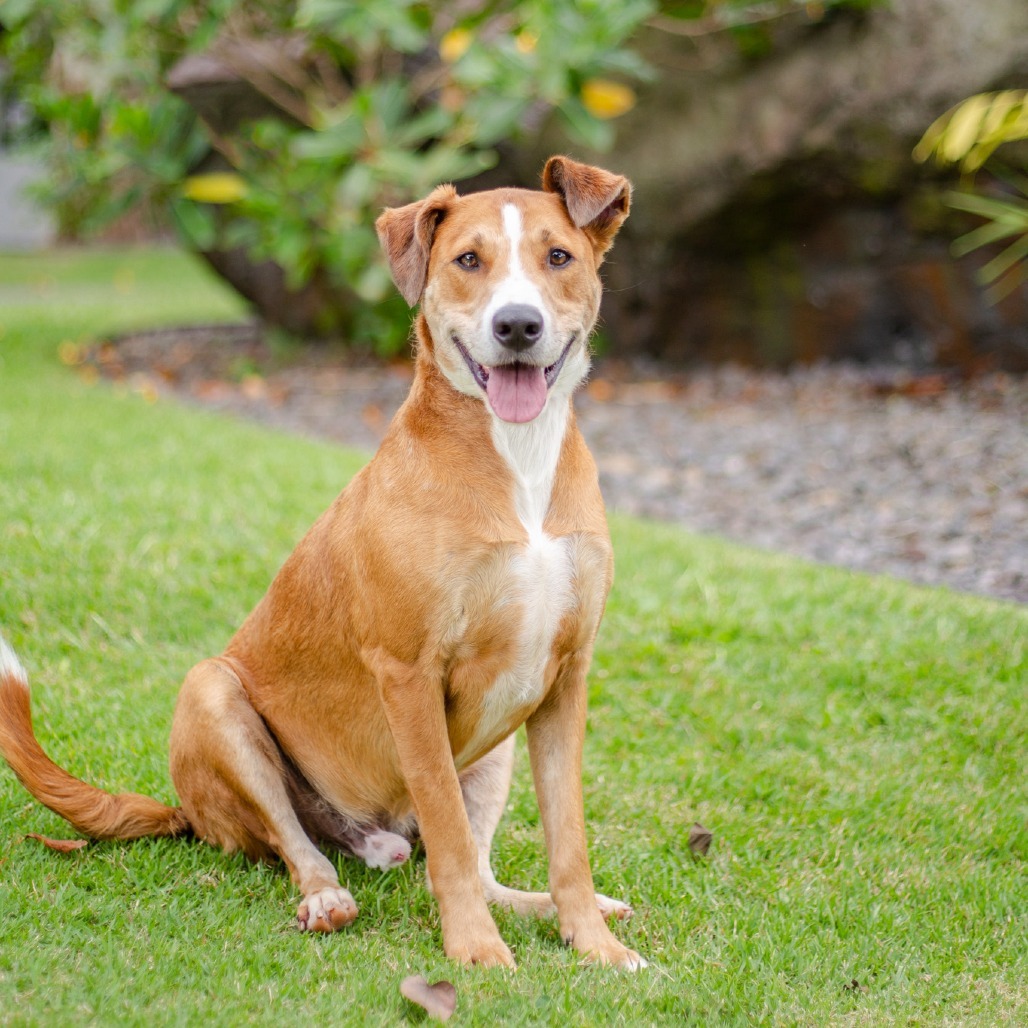 Sasuke, an adoptable Mixed Breed in Kailua Kona, HI, 96740 | Photo Image 1