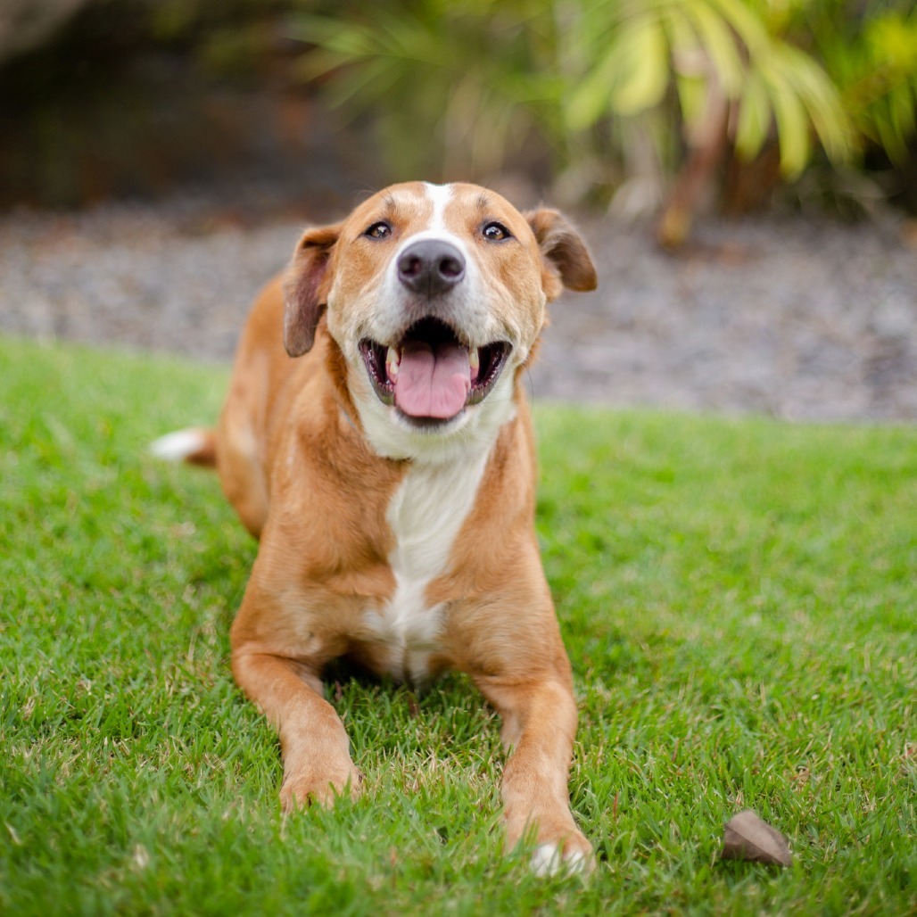 Sasuke, an adoptable Mixed Breed in Kailua Kona, HI, 96740 | Photo Image 2