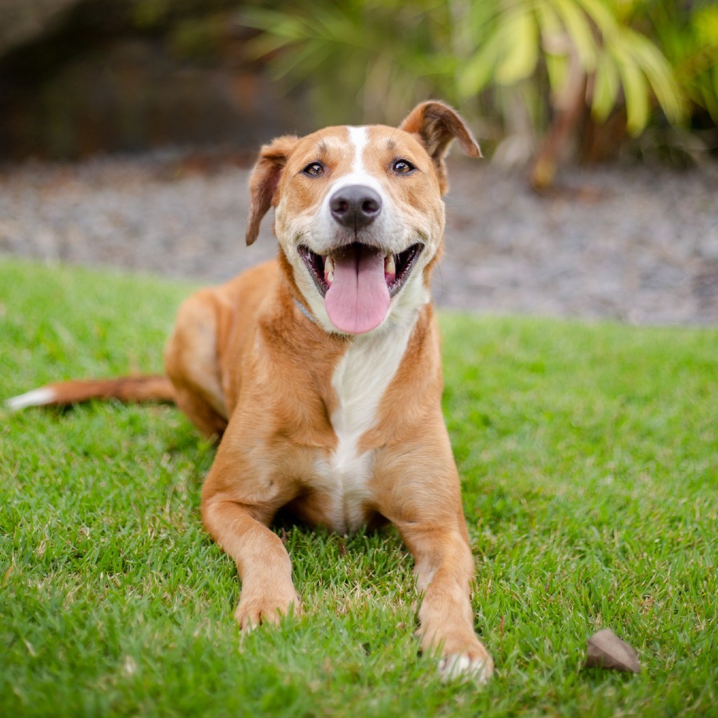 Sasuke, an adoptable Mixed Breed in Kailua Kona, HI, 96740 | Photo Image 3