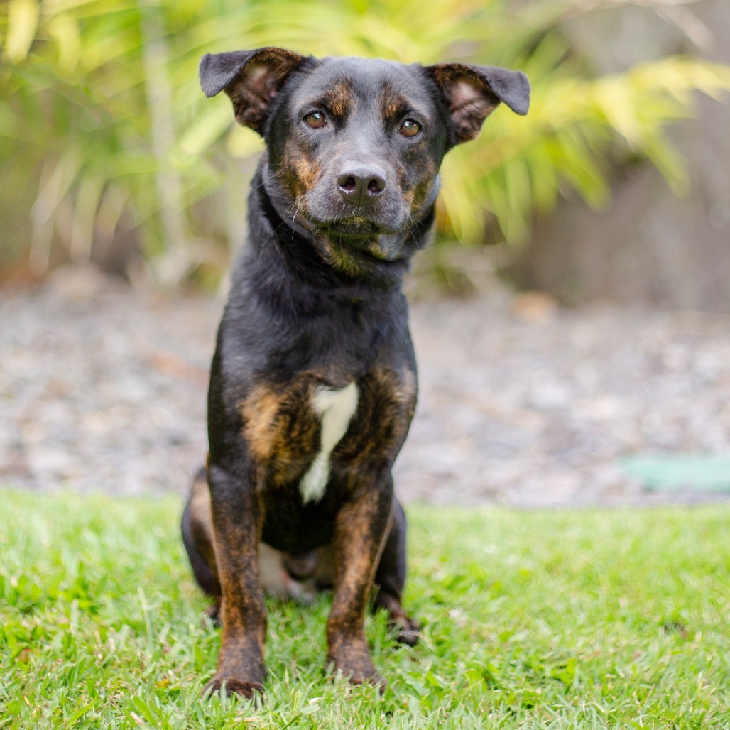 Howie, an adoptable Mixed Breed in Kailua Kona, HI, 96740 | Photo Image 1