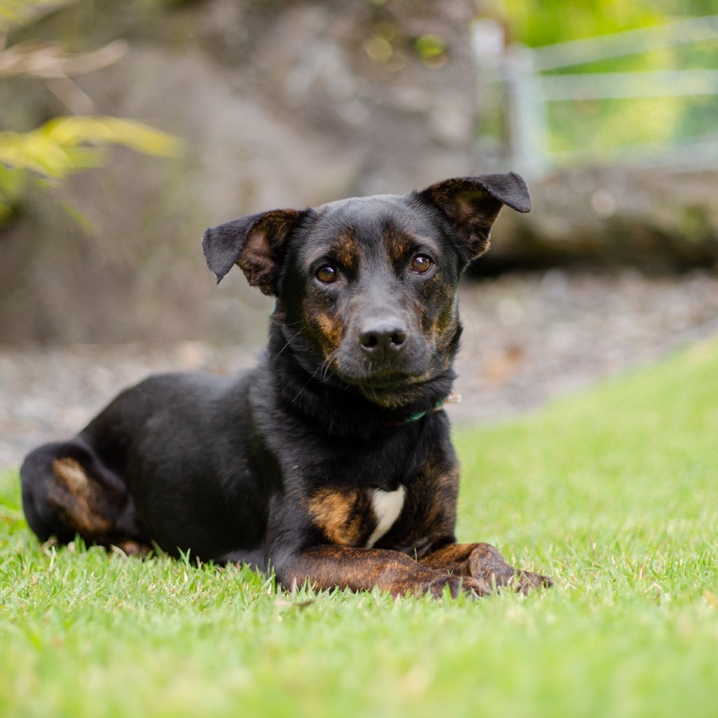 Howie, an adoptable Mixed Breed in Kailua Kona, HI, 96740 | Photo Image 2