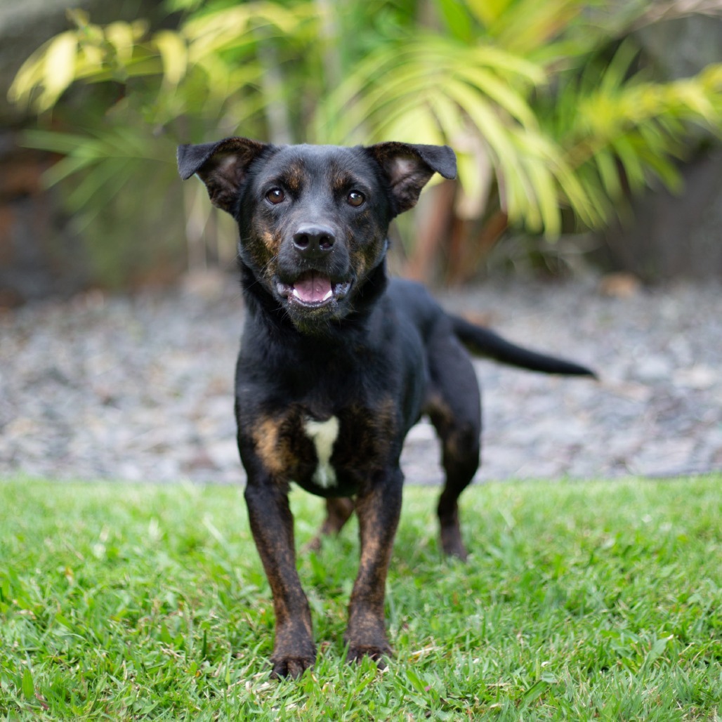 Howie, an adoptable Mixed Breed in Kailua Kona, HI, 96740 | Photo Image 3