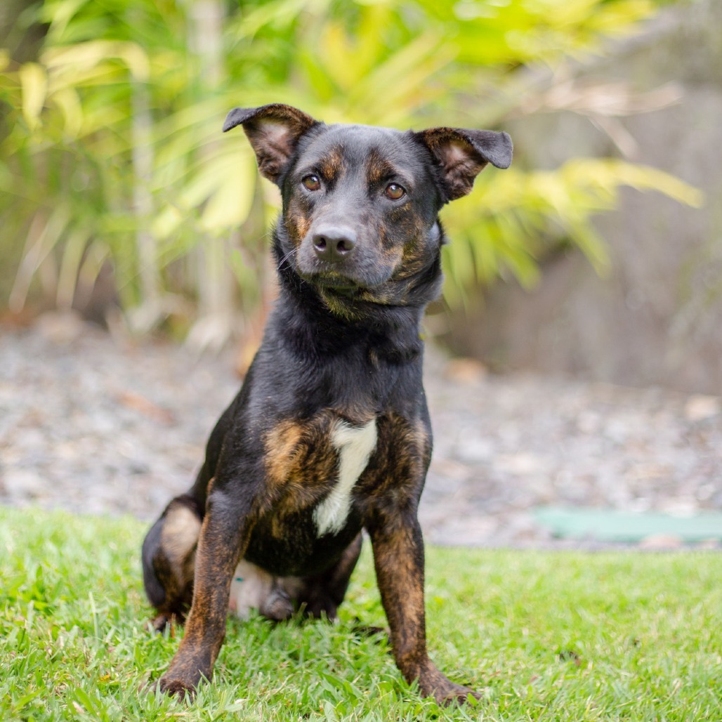 Howie, an adoptable Mixed Breed in Kailua Kona, HI, 96740 | Photo Image 4