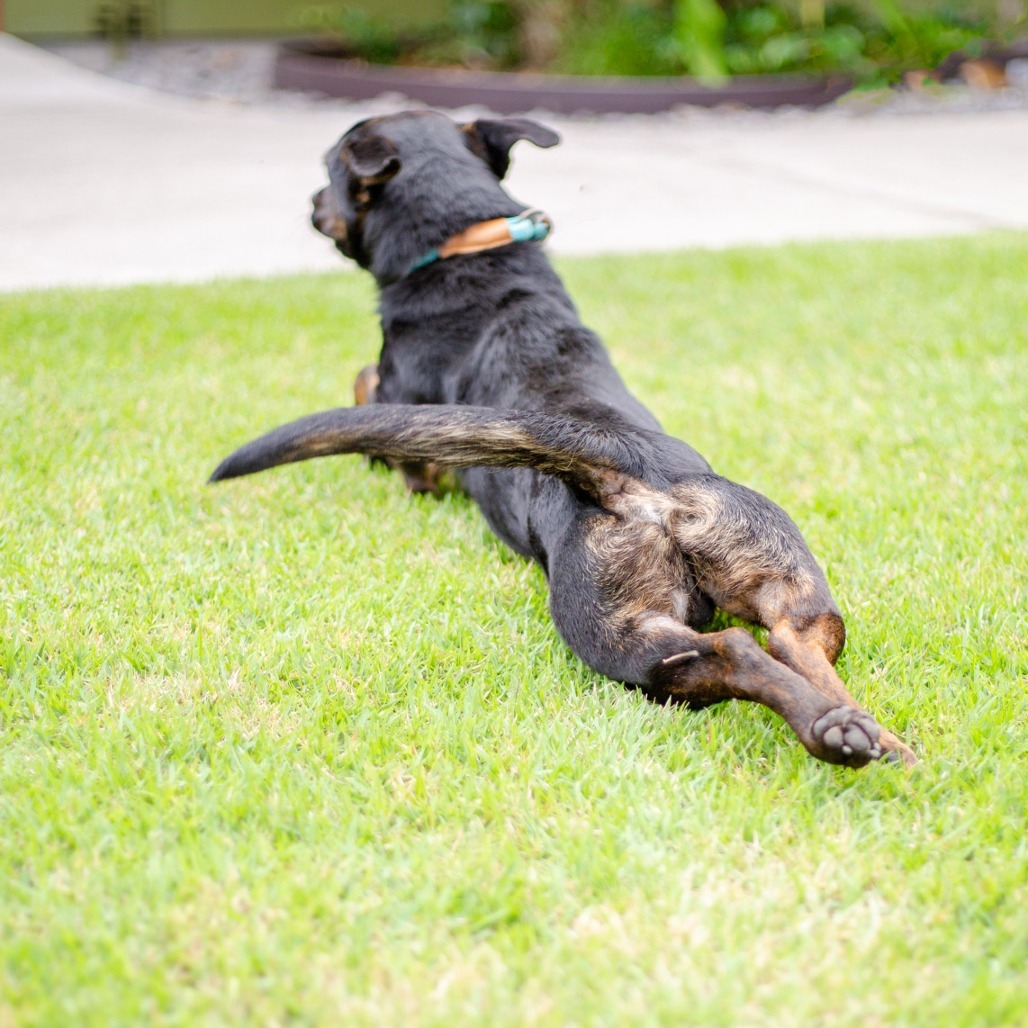 Howie, an adoptable Mixed Breed in Kailua Kona, HI, 96740 | Photo Image 6