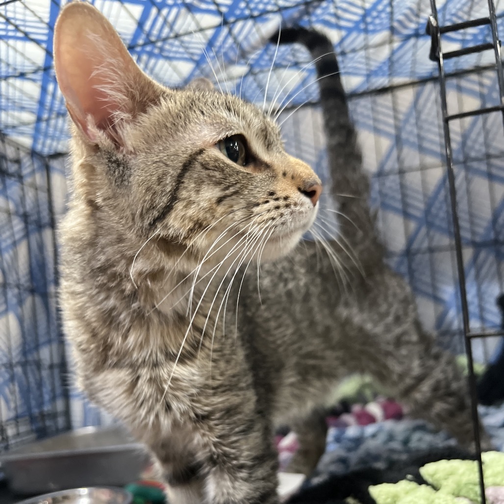 Sebastian, an adoptable Domestic Short Hair in Bismarck, ND, 58507 | Photo Image 1