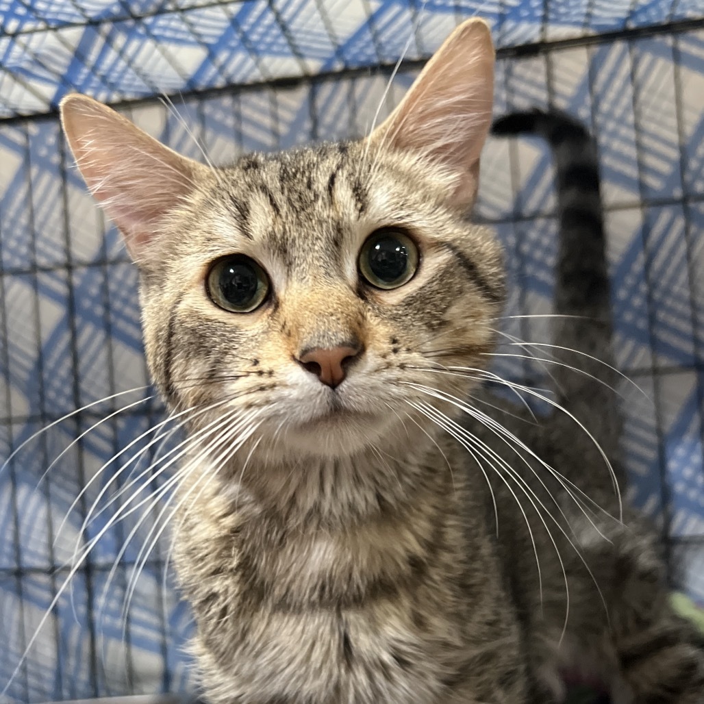 Sebastian, an adoptable Domestic Short Hair in Bismarck, ND, 58507 | Photo Image 2