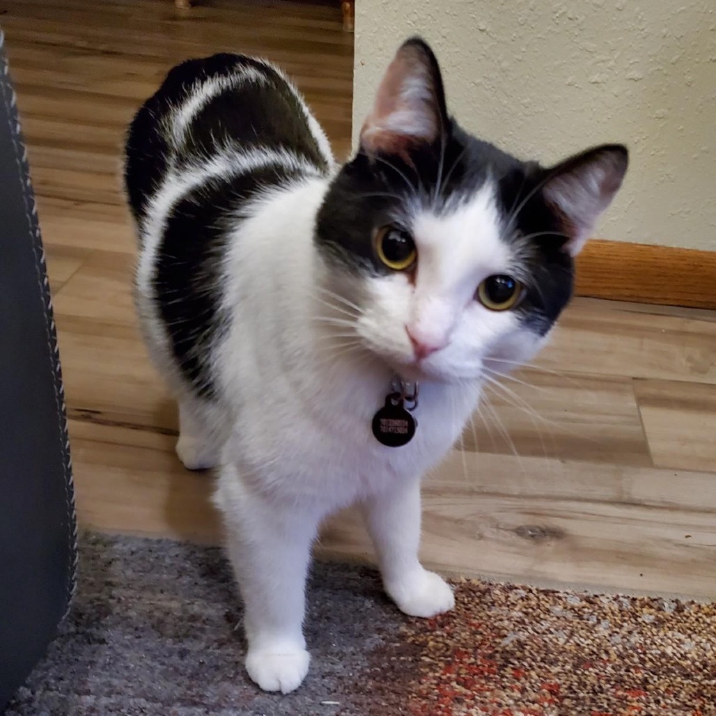 Asia, an adoptable Domestic Medium Hair in Bismarck, ND, 58507 | Photo Image 1