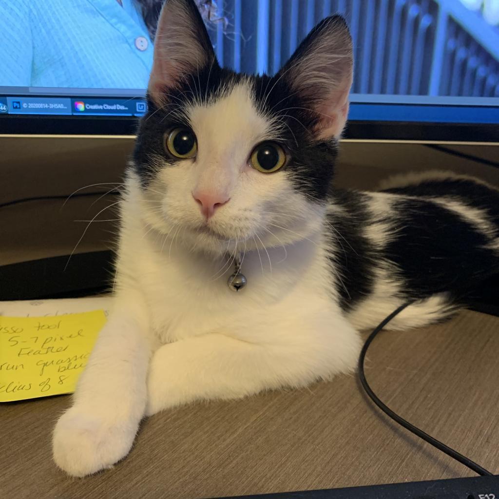 Asia, an adoptable Domestic Medium Hair in Bismarck, ND, 58507 | Photo Image 2
