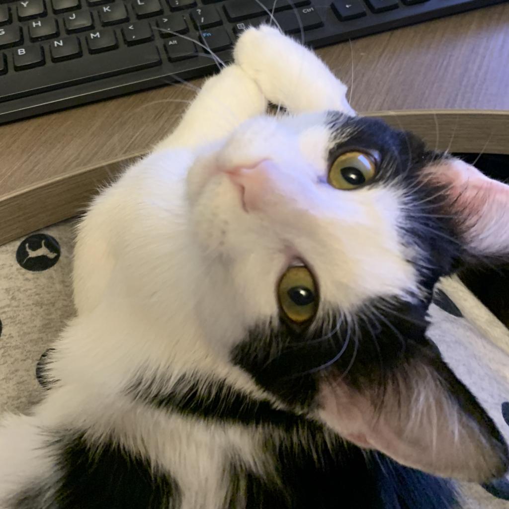 Asia, an adoptable Domestic Medium Hair in Bismarck, ND, 58507 | Photo Image 3