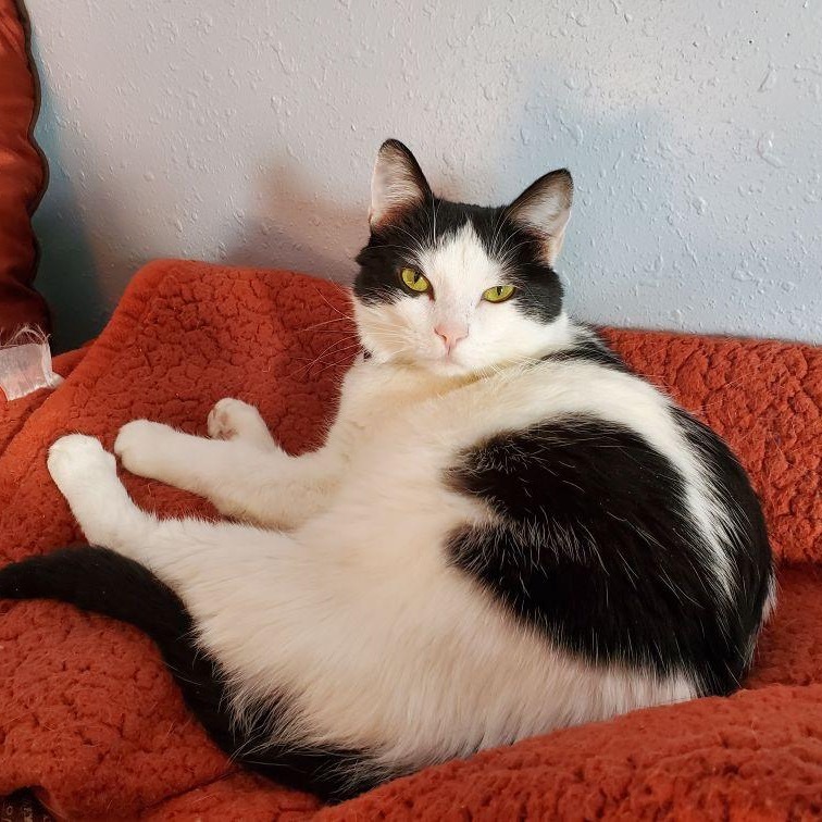 Asia, an adoptable Domestic Medium Hair in Bismarck, ND, 58507 | Photo Image 4