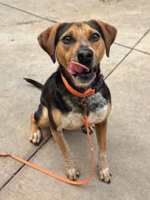 Cooper Mixed Breed Dog