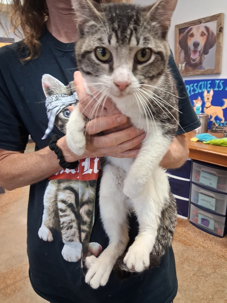 Nate, an adoptable Domestic Short Hair in Brownwood, TX, 76801 | Photo Image 1