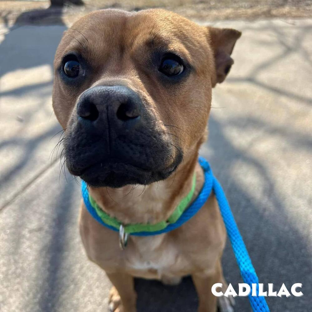 Cadillac