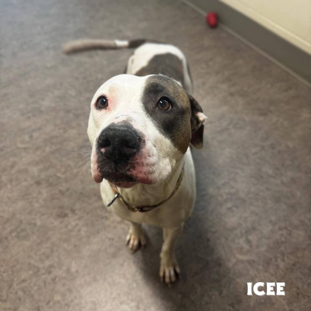 Icee