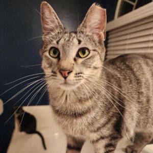 Samantha, Young Female Domestic Short Hair