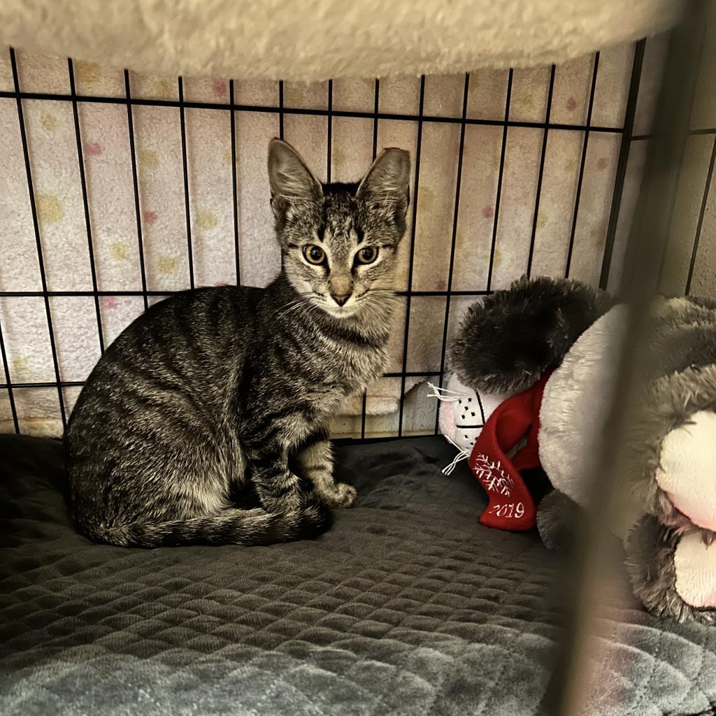 Samantha, an adoptable Domestic Short Hair in Leander, TX, 78641 | Photo Image 2