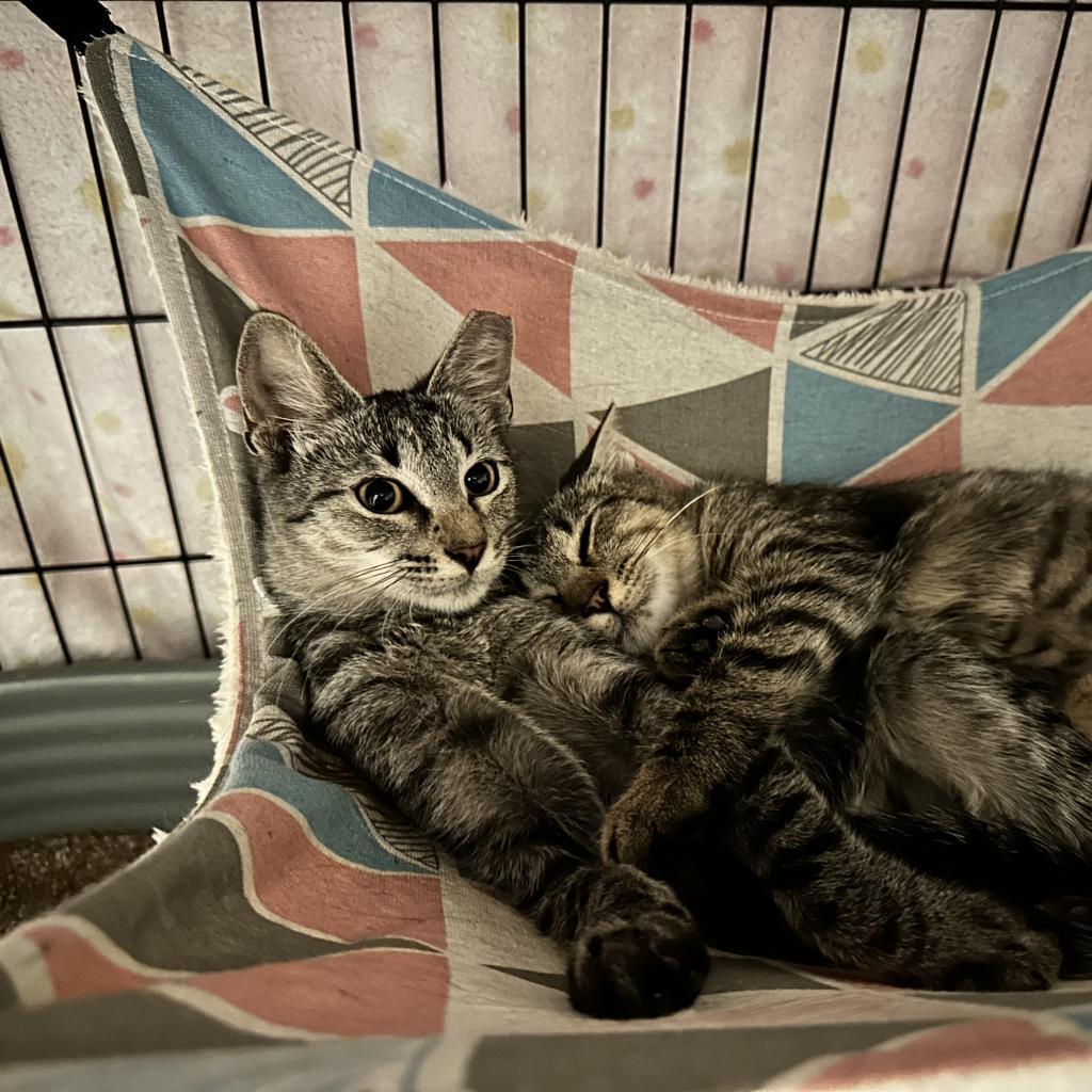 Samantha, an adoptable Domestic Short Hair in Leander, TX, 78641 | Photo Image 3