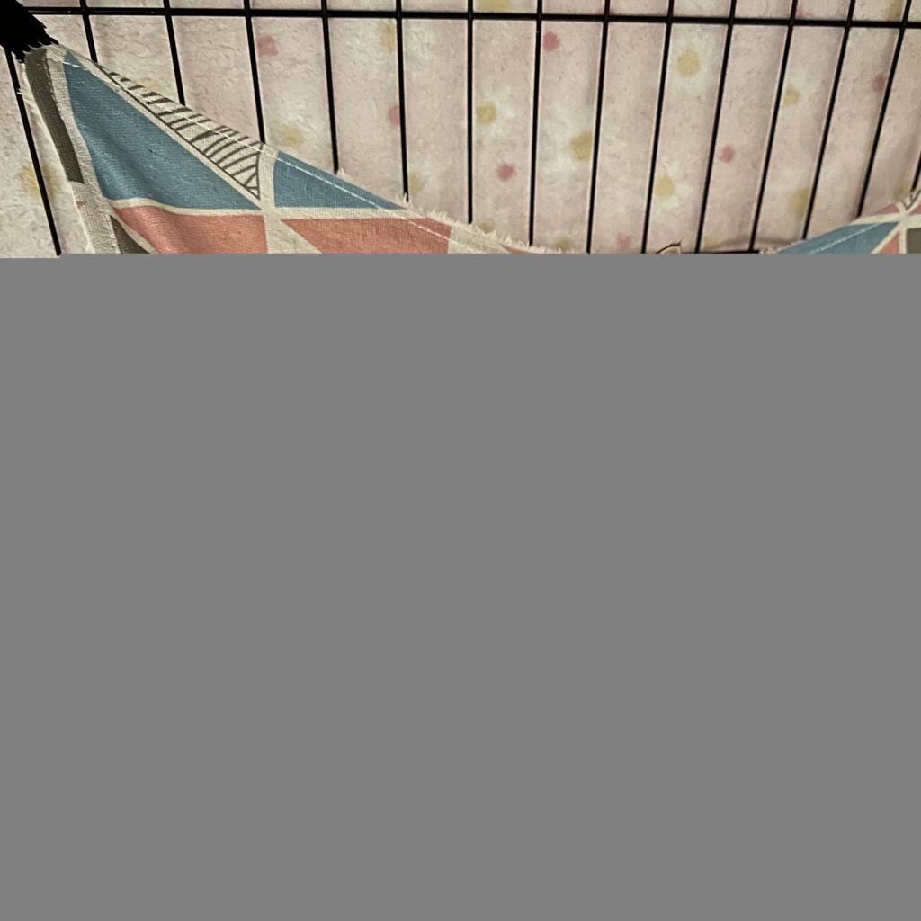 Samantha, an adoptable Domestic Short Hair in Leander, TX, 78641 | Photo Image 4