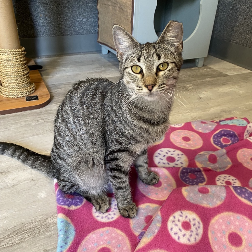 Samantha, an adoptable Domestic Short Hair in Leander, TX, 78641 | Photo Image 5