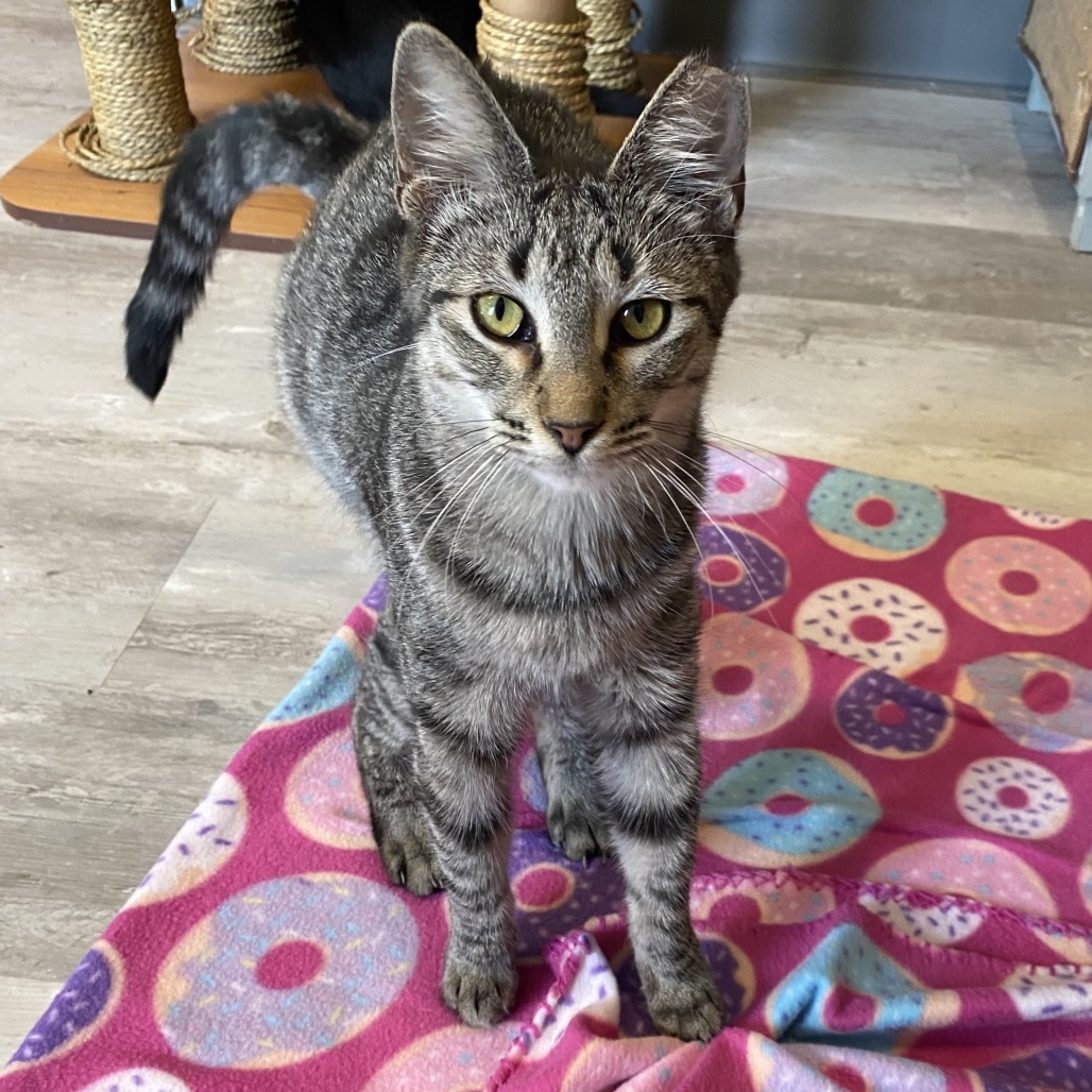 Samantha, an adoptable Domestic Short Hair in Leander, TX, 78641 | Photo Image 6