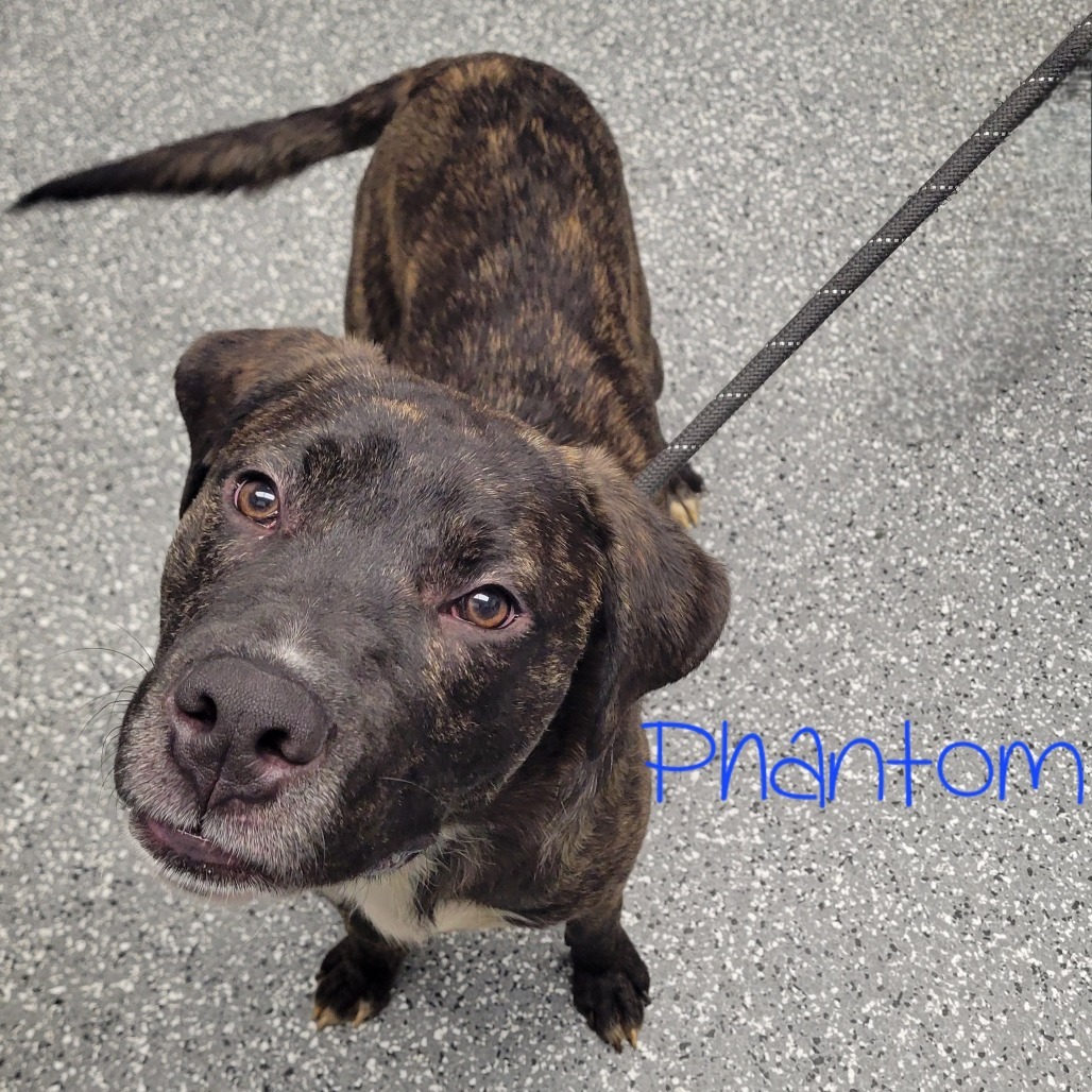 Phantom