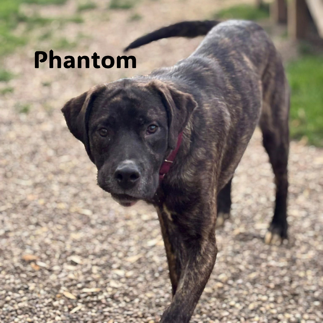 Phantom