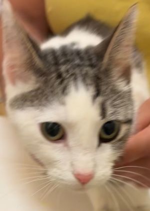 ALANA, Adult Female Domestic Short Hair