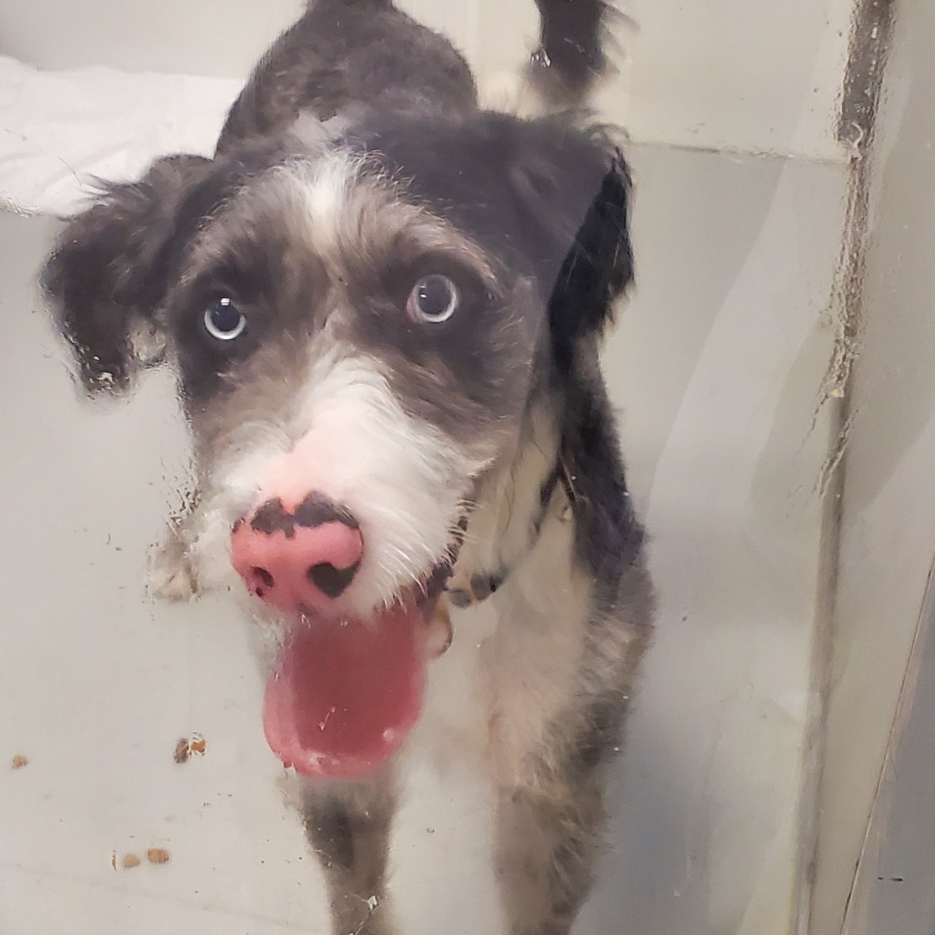 Ranger, an adoptable Setter, Terrier in Branson, MO, 65616 | Photo Image 1