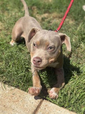 You can fill out an adoption application online on our official websiteMeet Sweet Pea The Little F