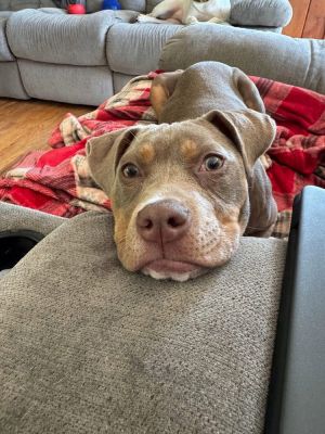 Sweet Pea (AL) Pit Bull Terrier Dog