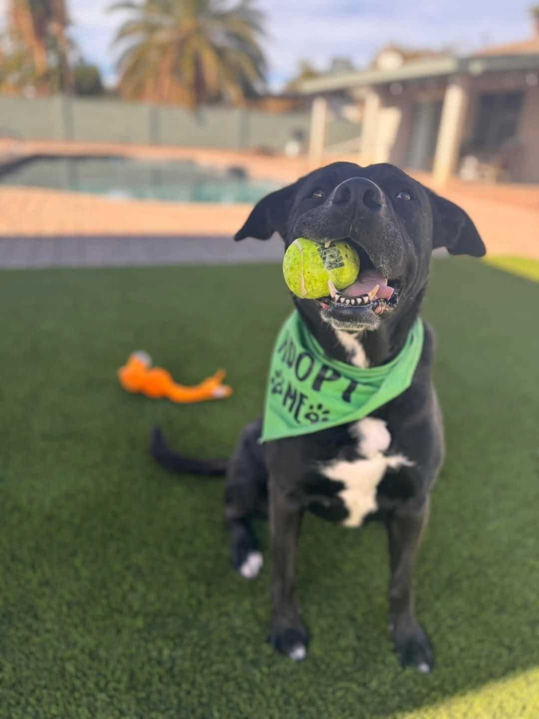 TENNIS
