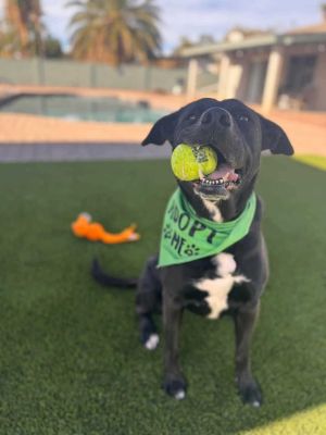 TENNIS, Adult Female Labrador Retriever