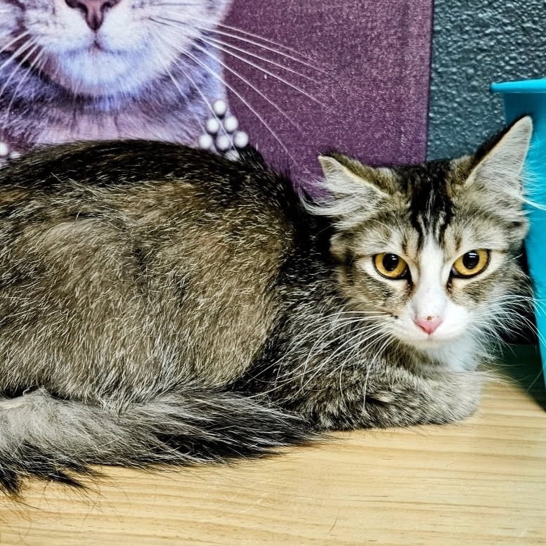 Peekaboo, an adoptable Domestic Medium Hair in Las Vegas, NV, 89146 | Photo Image 1