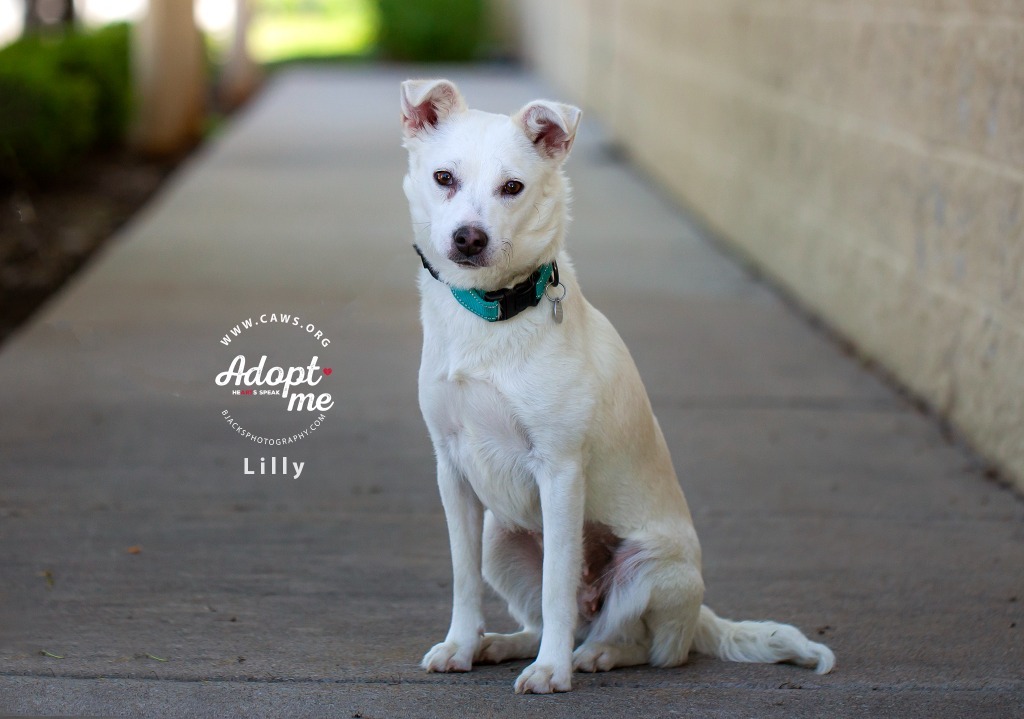 Lilly