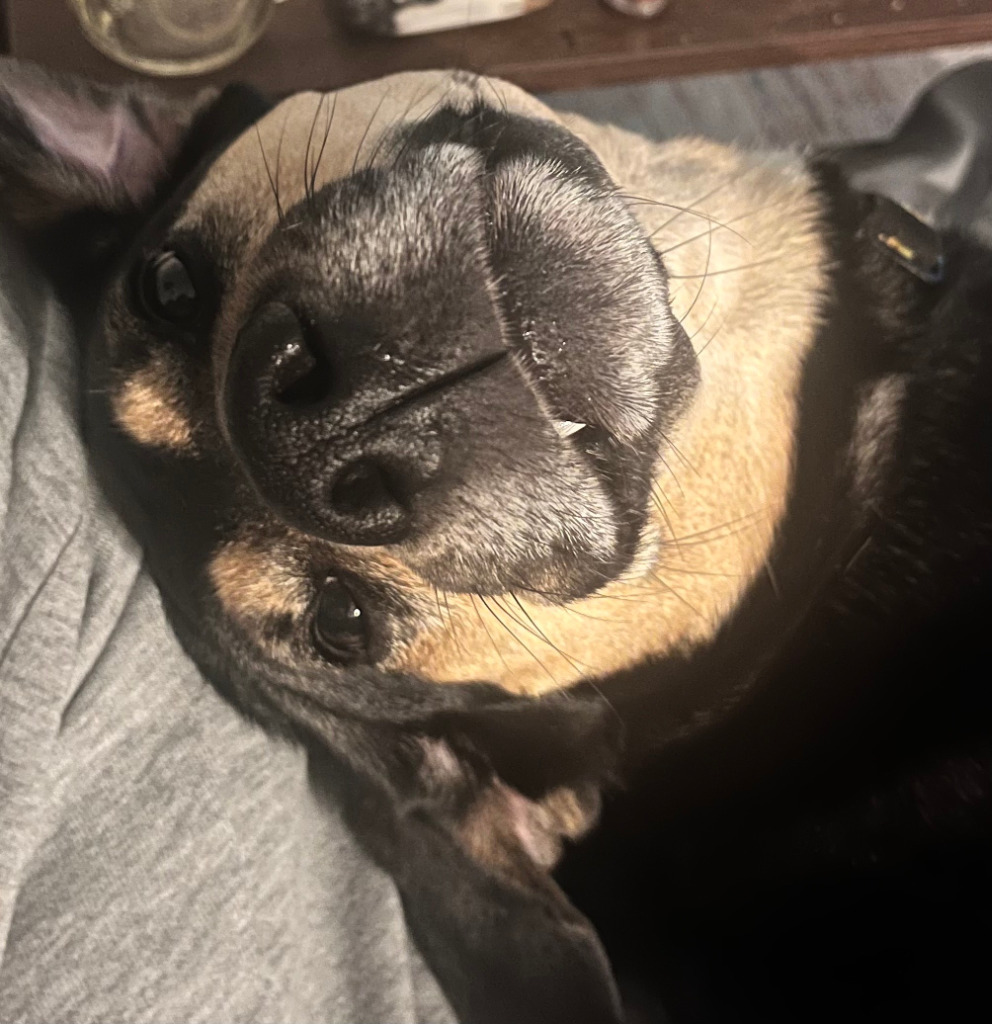 Ziggy
