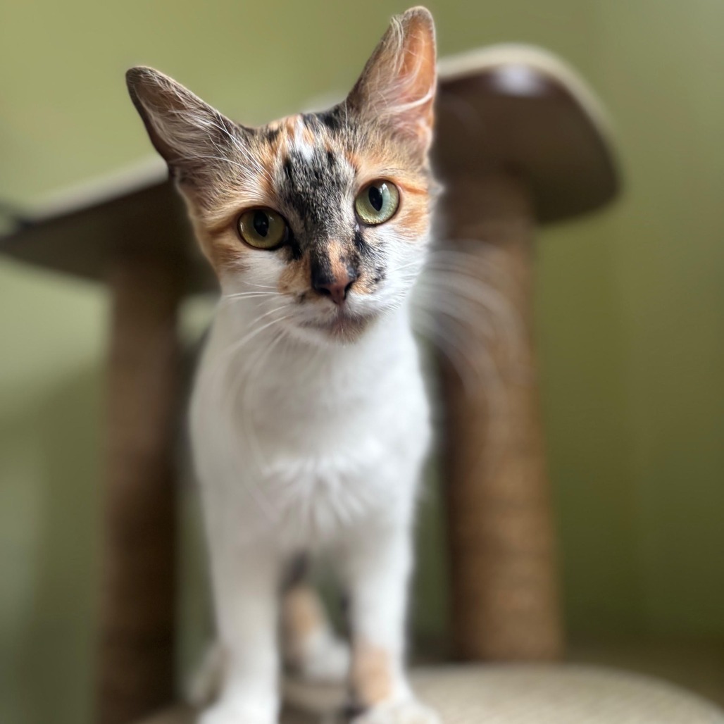 Anya