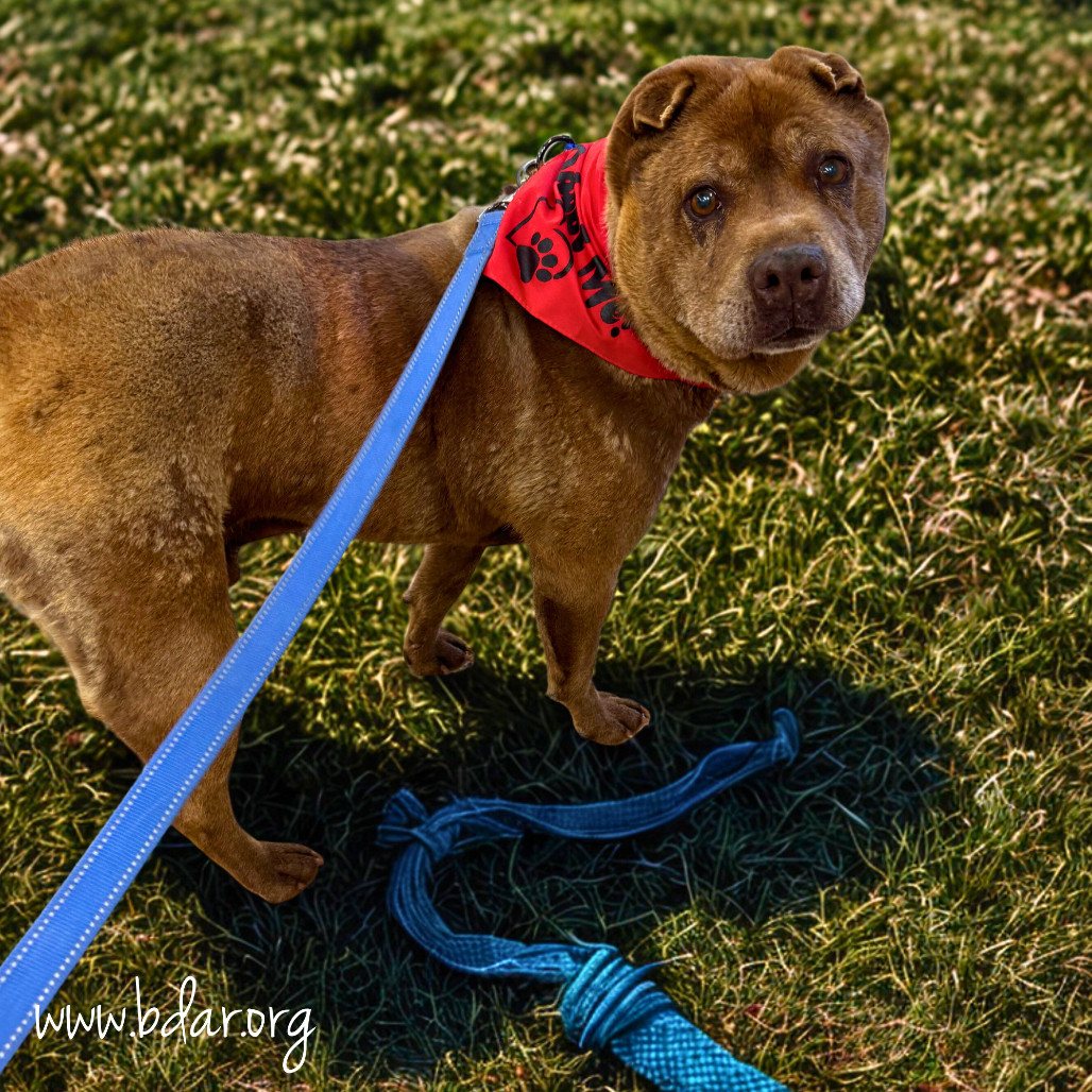 Koko, an adoptable Shar-Pei in Cheyenne, WY, 82009 | Photo Image 1