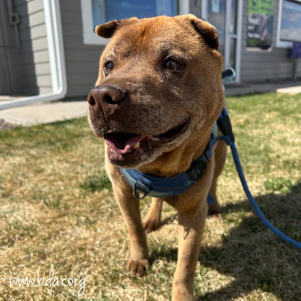 Koko, an adoptable Shar-Pei in Cheyenne, WY, 82009 | Photo Image 2