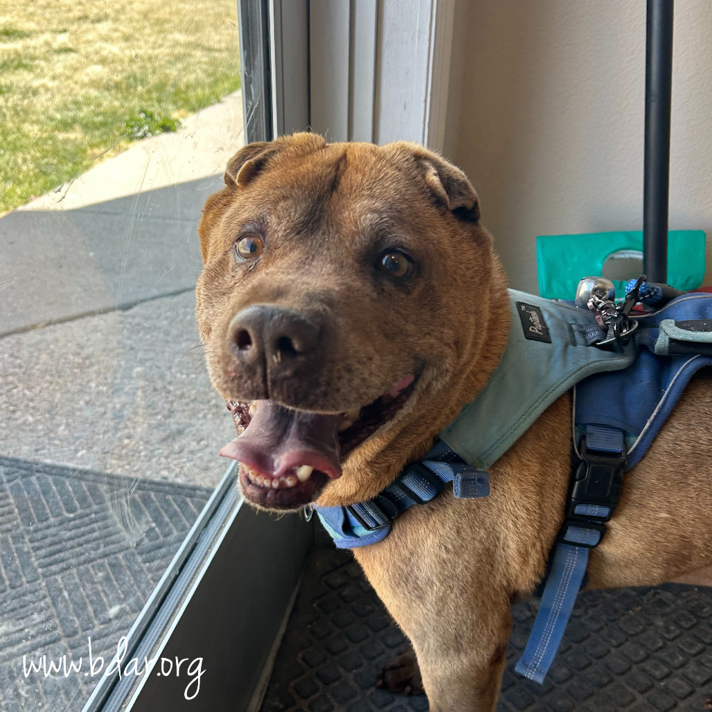 Koko, an adoptable Shar-Pei in Cheyenne, WY, 82009 | Photo Image 3