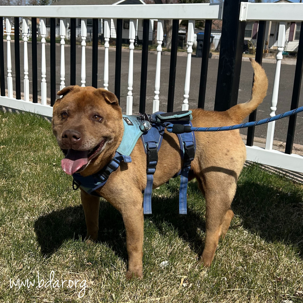 Koko, an adoptable Shar-Pei in Cheyenne, WY, 82009 | Photo Image 4