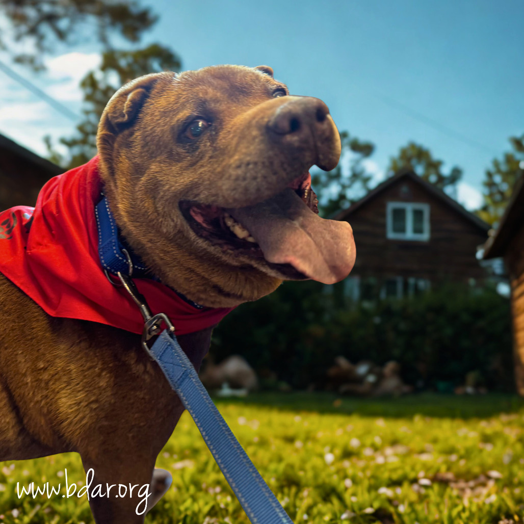 Koko, an adoptable Shar-Pei in Cheyenne, WY, 82009 | Photo Image 5